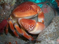Coral Crab, West Palm Beach, Florida by Mark Hoevenaars 